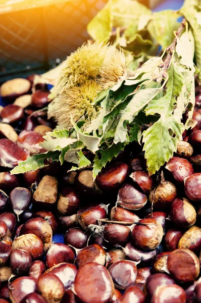 Kastanjer och igelkottar med blad — Stockfoto