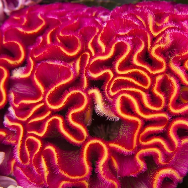 Beautiful cockscomb flower — Free Stock Photo