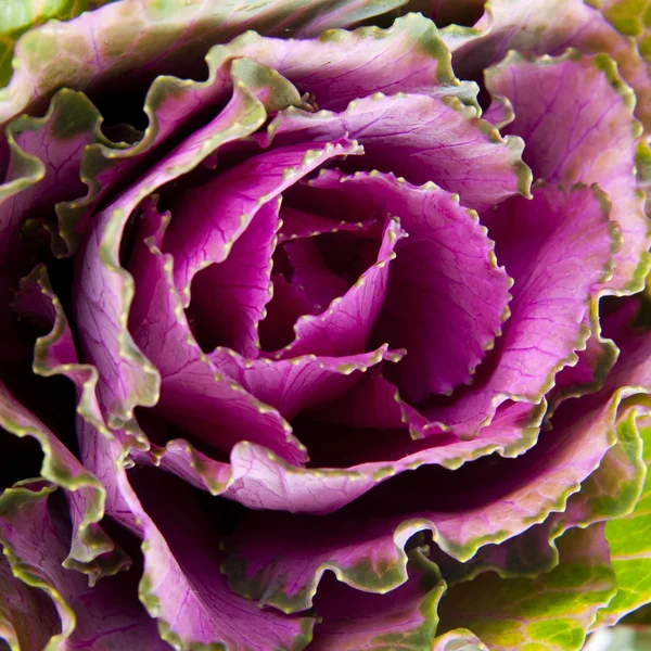 Decorative pink cabbage — Free Stock Photo