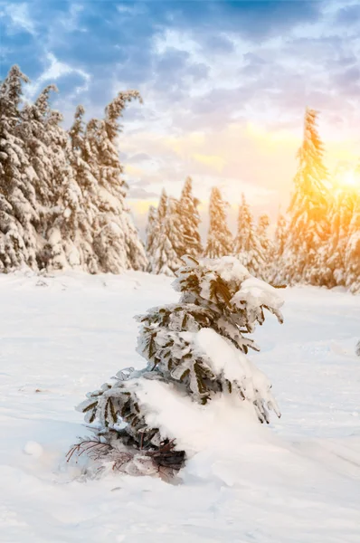 Dia ensolarado nas montanhas de inverno — Fotografia de Stock