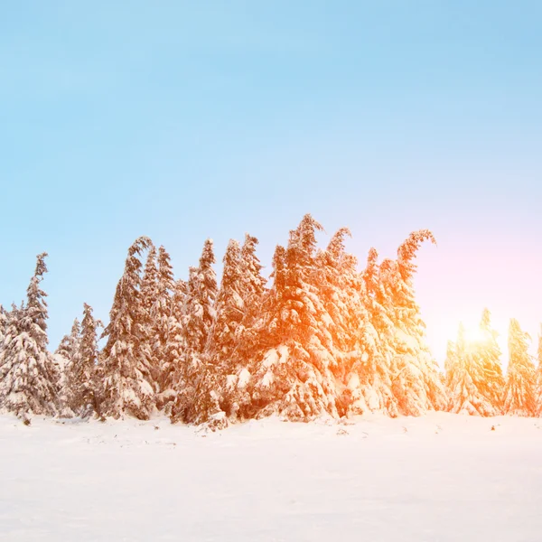 Sparren met sneeuw in de bergen — Stockfoto
