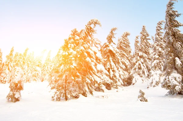 与山区雪杉树 — 图库照片