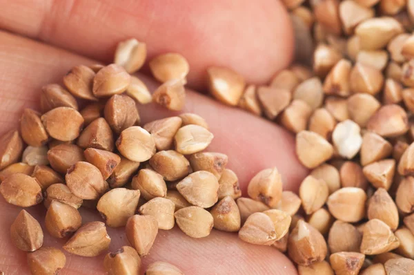 Buckwheat groats in hand — Stock Photo, Image
