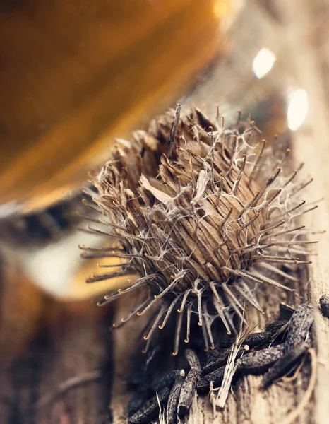 Burdock oil, dry flowers and seeds — Stock Photo, Image