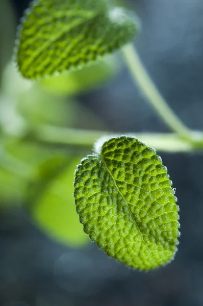 Zelené listy šalvěje — Stock fotografie zdarma
