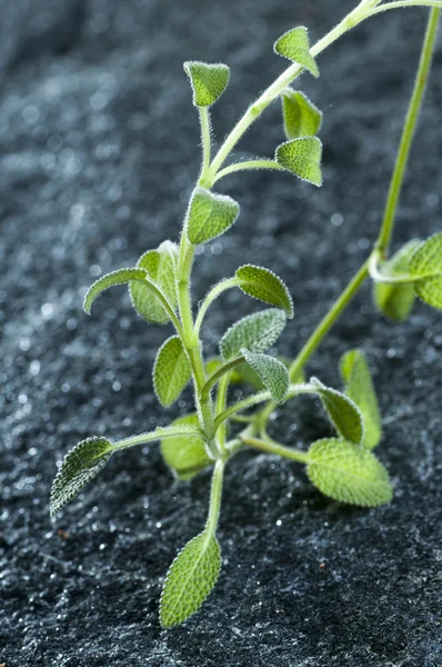 Hojas de salvia verde — Foto de Stock