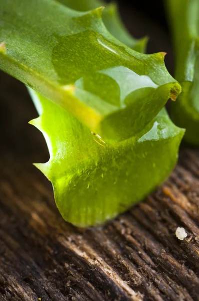 Levelek az aloe vera — Stock Fotó