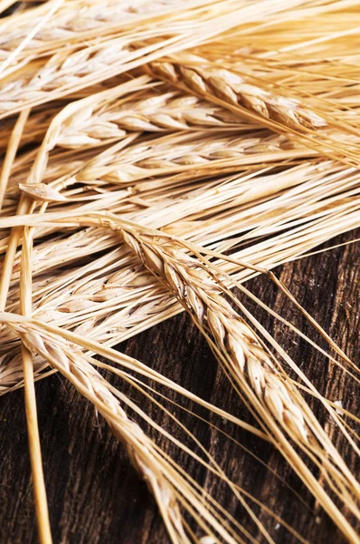 Ears of barley for brewing beer — Stock Photo, Image