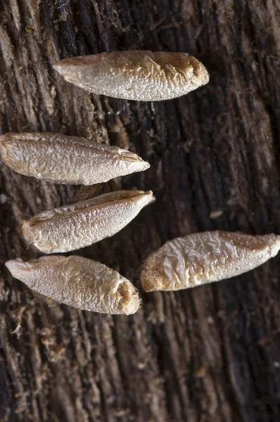 Rye seeds on wooden background — Stock Photo, Image