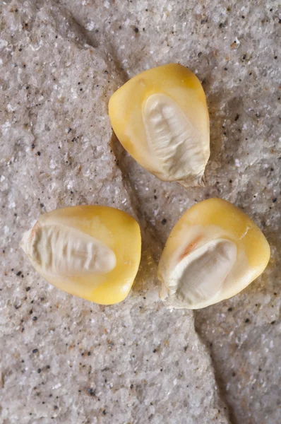 Corn seeds on stone cutting board — Stock Photo, Image