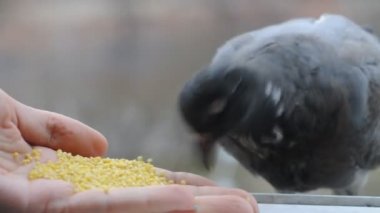 Güvercin elden yiyor