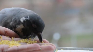 Güvercin el tohumdan yiyor