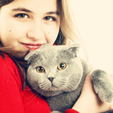 İskoç fold kedi kız