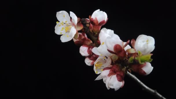 Flores de albaricoque en flor — Vídeo de stock