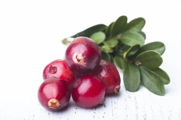 Close-up de cranberries florestais — Fotografia de Stock