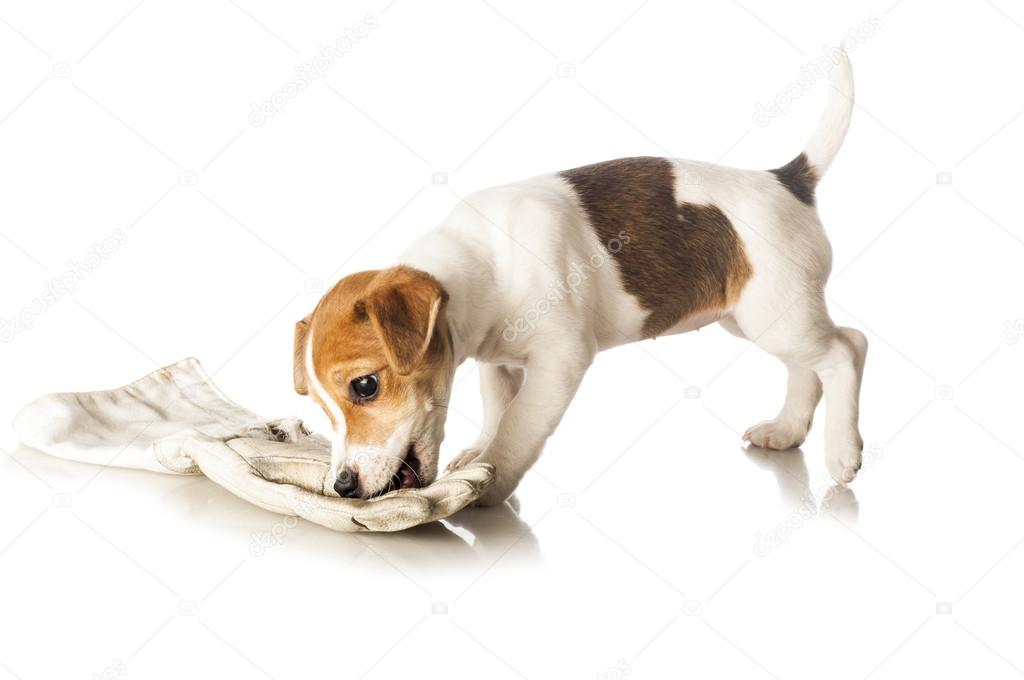 Jack Russell Terrier with a glove