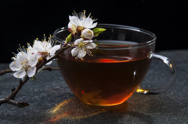 Fleurs d'abricot et tasse de thé — Photo