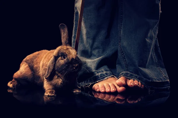 Konijn zitten in de buurt van de benen vrouw — Stockfoto