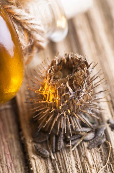 Burdock oil, dry flower and seeds — Stock Photo, Image