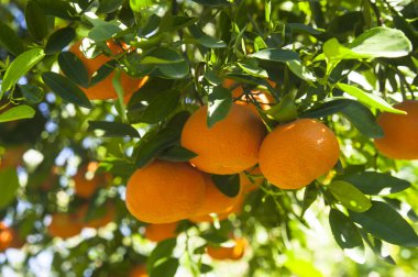mandalina ağacı dalı