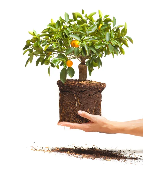 Decorative tangerine tree in hands — Stock fotografie