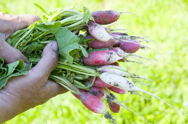 Organic radishes in farmer's hands — Stock Photo, Image