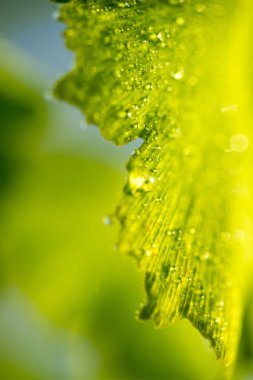 Close up of Medicinal plant Ginkgo beloba