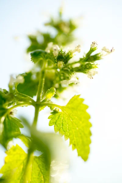 Planta medicinal Melissa — Foto de Stock