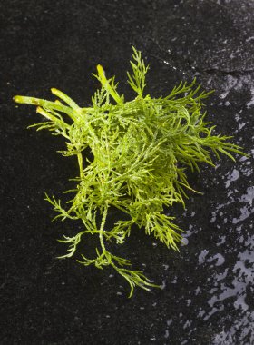 taze dereotu yaprakları