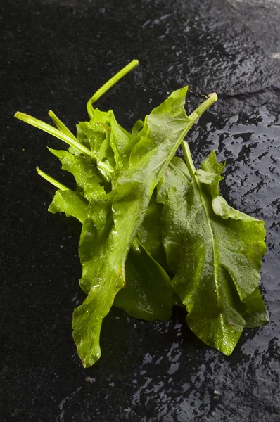 Φρέσκα φύλλα οξαλίδα — Φωτογραφία Αρχείου