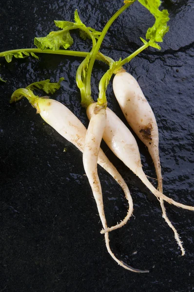 Rauwe witte radijs — Stockfoto