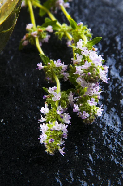 Kvetoucí byliny tymiánu — Stock fotografie
