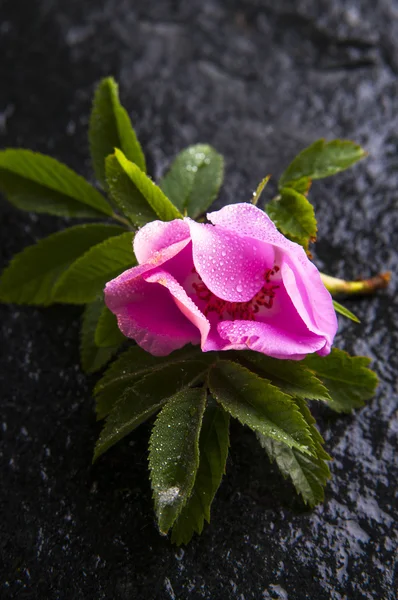 Perro rosa flor — Foto de stock gratis