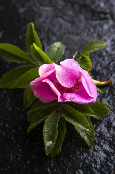 Floare de trandafir câine — Fotografie de stoc gratuită