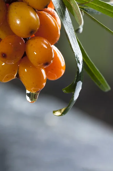 Обліпихові ягоди та падіння олії — Безкоштовне стокове фото