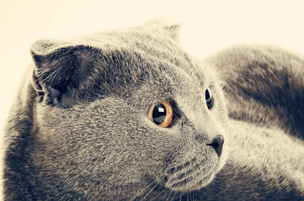 灰色英国短毛猫 — 图库照片