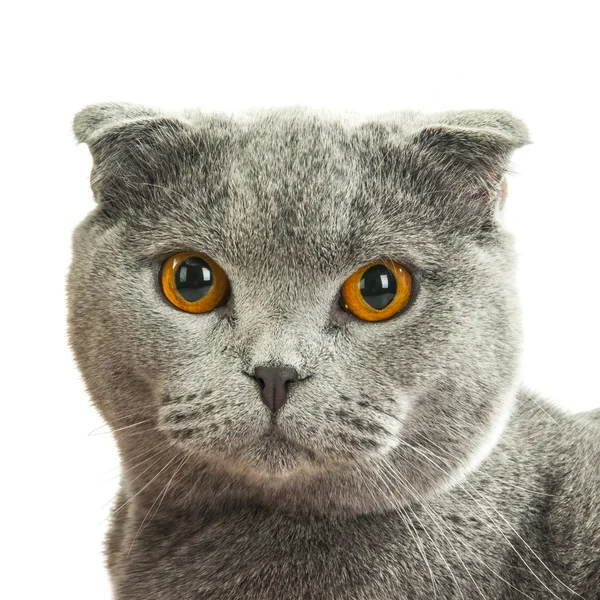 British shorthair grey cat — Stock Photo, Image