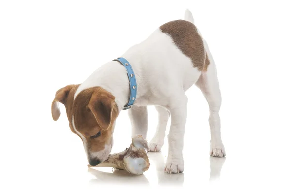 Jack Russell Terrier con un osso — Foto Stock