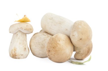 Boletus mantarı mantar