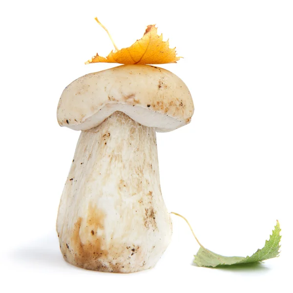 Boletus 새싹 버섯 — 스톡 사진