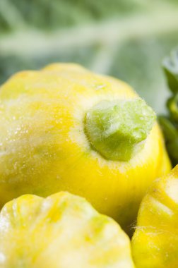 Olgun Pattypan kabakları