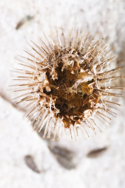 Burdock dry flower and seeds — Stock Photo, Image