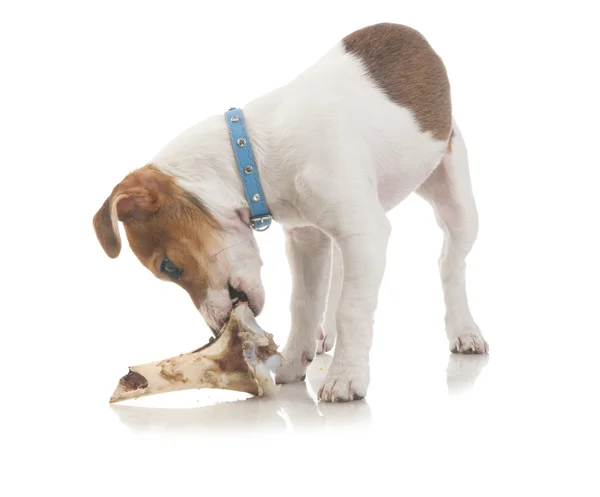 Jack Russell Terrier mit einem Knochen — Stockfoto