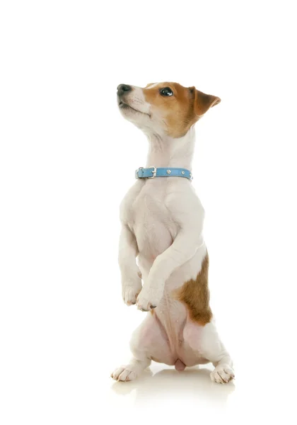 Dog sitting up and begging a treat — Stock Photo, Image