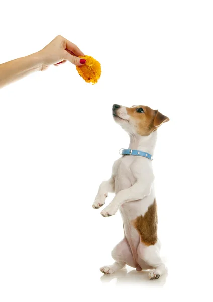 Dog training. Jack Russell Terrier — Stock Photo, Image