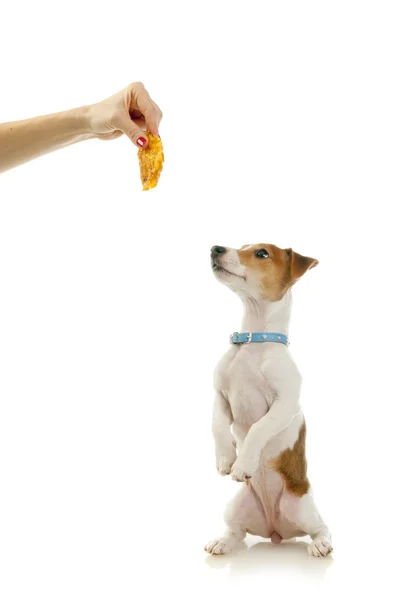 Hond opleiding. Jack russell Terriër — Stockfoto