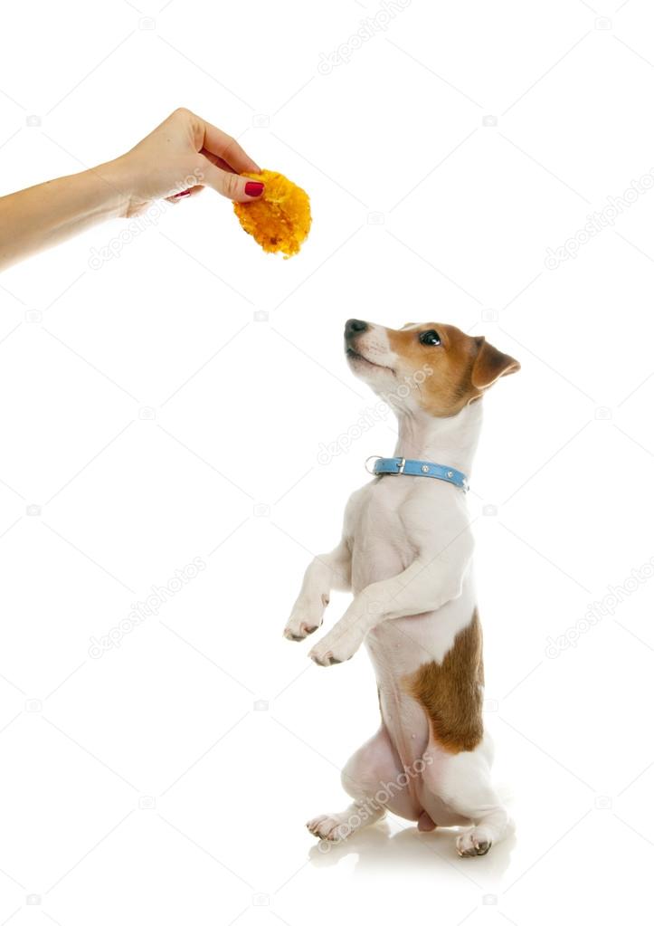 Dog training. Jack Russell Terrier — Stock Photo © nankaphoto 87777212