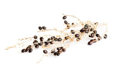 Demet-in palmiye tohumu