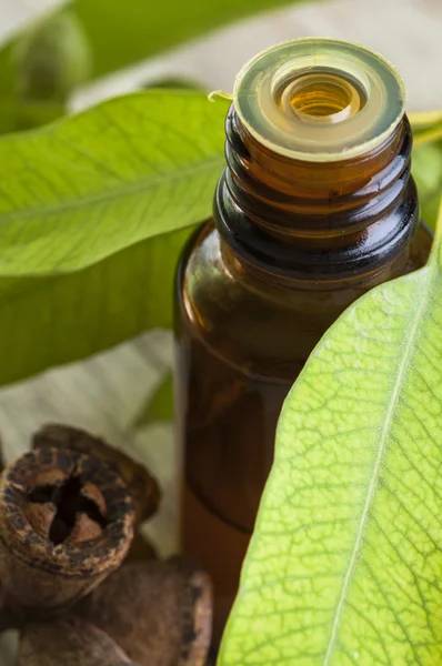 Ефірна олія евкаліпта з листям і насінням — стокове фото