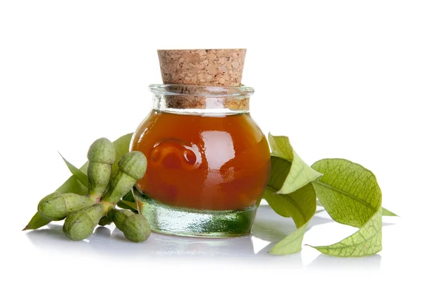 Aceite esencial de eucalipto con hojas y semillas — Foto de Stock